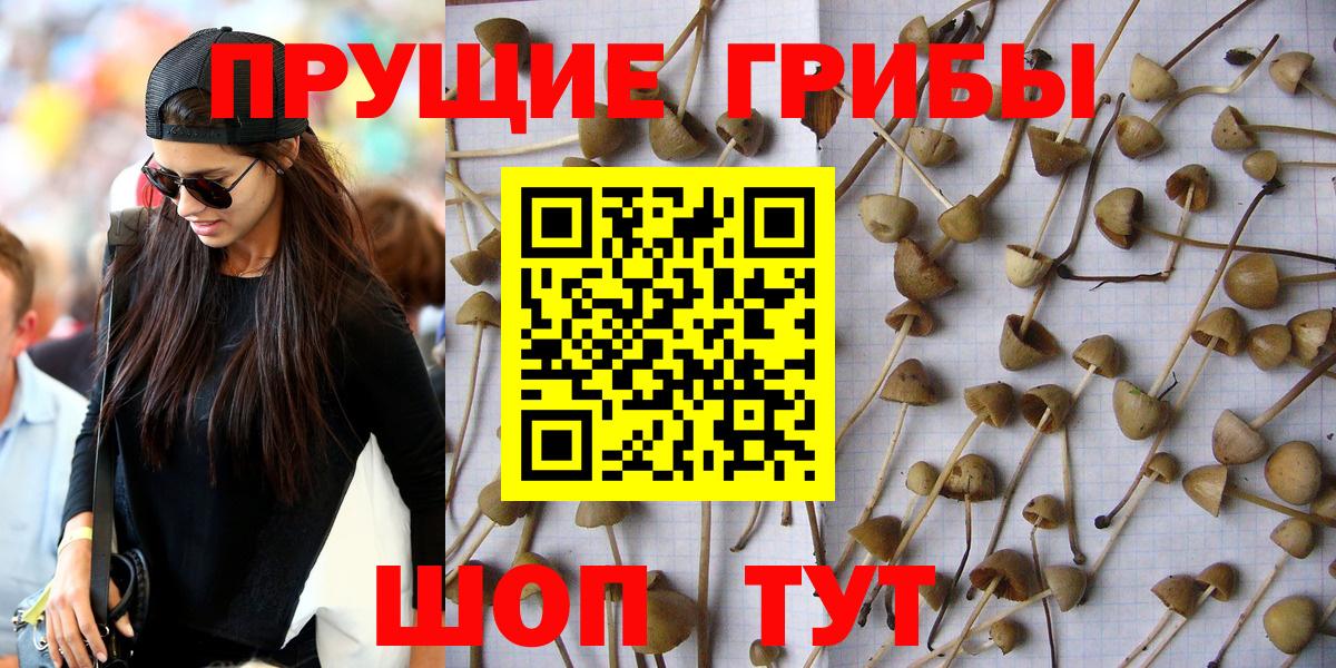 Псилоцибиновые грибы GOLDEN TEACHER Новоалтайск